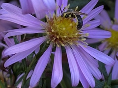 Halictus