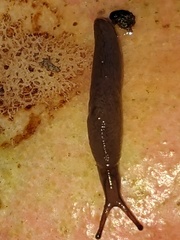 Ambigolimax valentianus