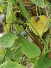 Passiflora menghaiensis