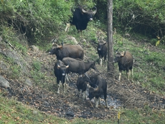 Bos gaurus