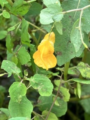 Impatiens pallida