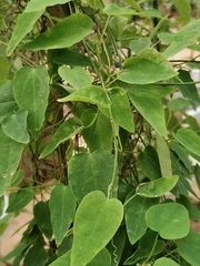 Passiflora menghaiensis