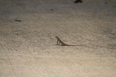 Holbrookia propinqua