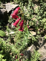 Penstemon roseus