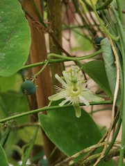 Passiflora menghaiensis
