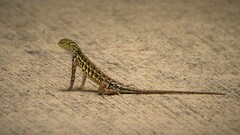 Holbrookia propinqua