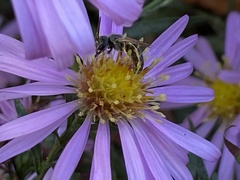 Halictus