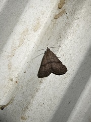 Bleptina caradrinalis