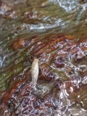 Xanthocaecilius sommermanae