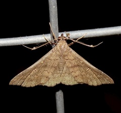Renia discoloralis