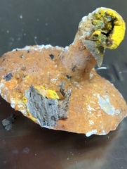 Hypomyces