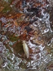 Xanthocaecilius sommermanae