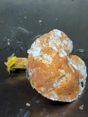 Hypomyces