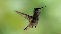 Archilochus alexandri