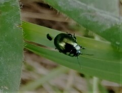 Chrysolina herbacea