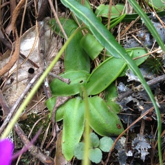 Pinguicula orchidioides