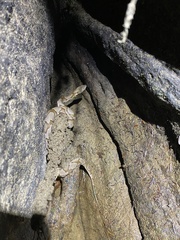 Agkistrodon contortrix