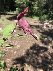 Salvia fulgens