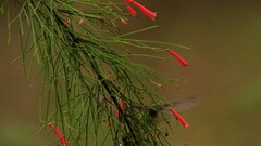 Russelia equisetiformis