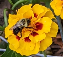 Bombus impatiens