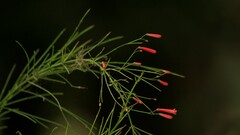 Russelia equisetiformis