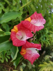 Costus lucanusianus