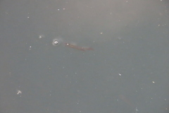 Aplocheilus lineatus