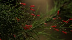 Russelia equisetiformis