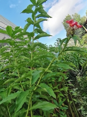 Costus lucanusianus