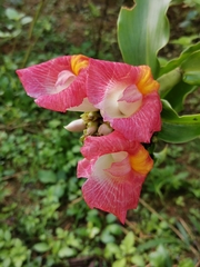 Costus lucanusianus