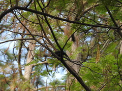 Melanotis caerulescens