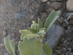 Homalocarpus dichotomus