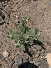 Homalocarpus dichotomus
