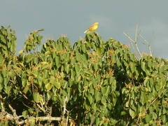Cordia caffra