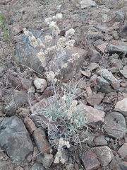 Pseudognaphalium beneolens