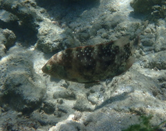 Cheilinus chlorourus