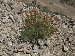 Erythrostemon angulatus