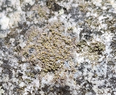 Candelariella aurella