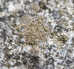 Candelariella aurella