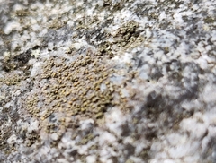 Candelariella aurella