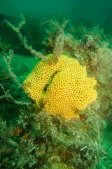 Holopsamma laminaefavosa