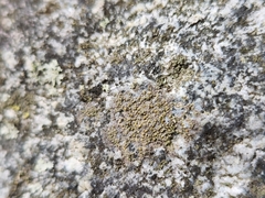 Candelariella aurella