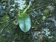 Drymoanthus adversus