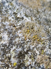 Candelariella aurella