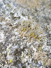 Candelariella aurella