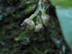 Drymoanthus adversus