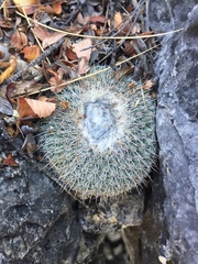Epithelantha unguispina