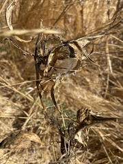 Asclepias fascicularis