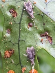 Thylacosceles radians