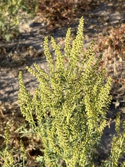 Ambrosia acanthicarpa